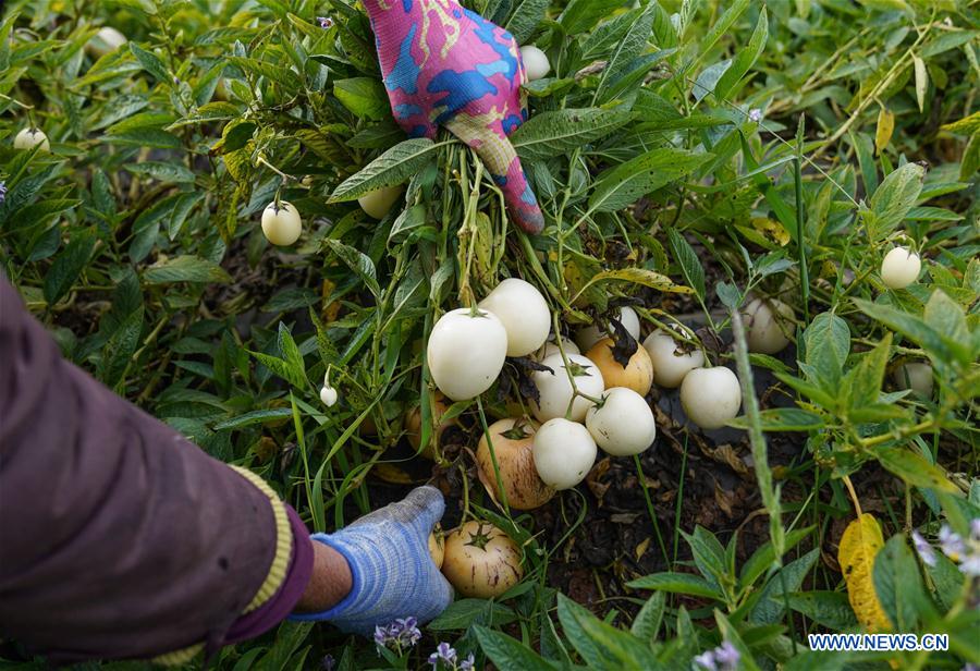 Pepino melon planting industry helps villagers get rid of poverty in SW China's Yunnan