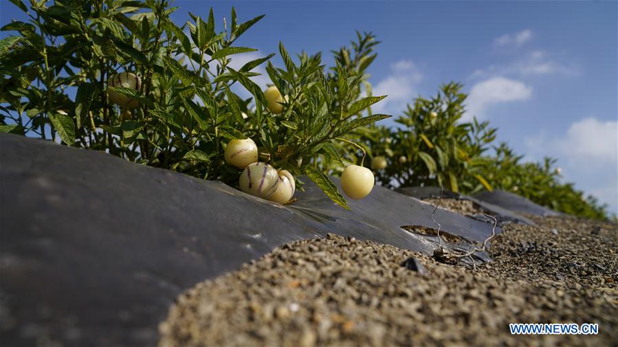 Pepino melon planting industry helps villagers get rid of poverty in SW China's Yunnan