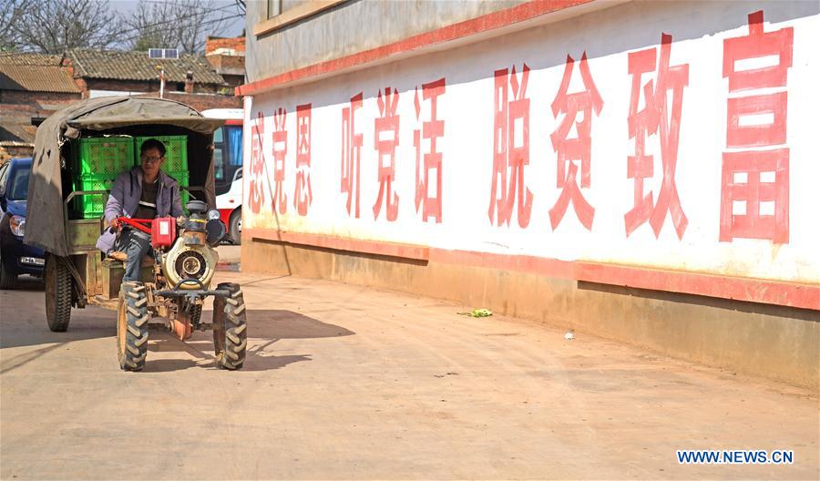 Pepino melon planting industry helps villagers get rid of poverty in SW China's Yunnan