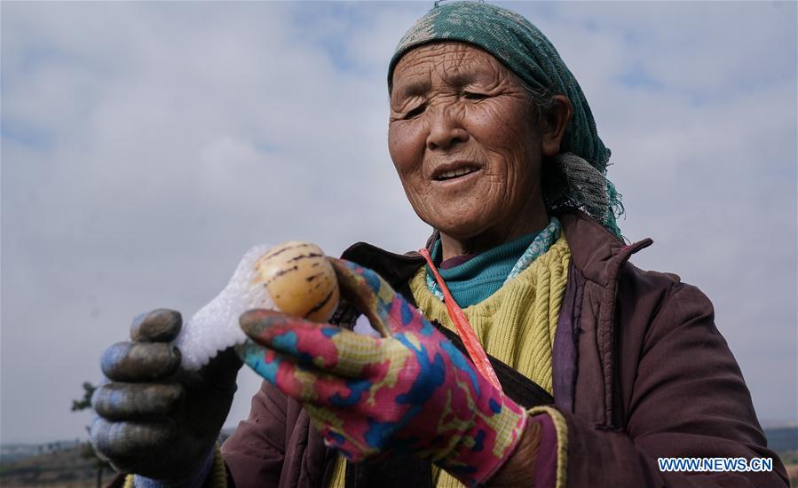 Pepino melon planting industry helps villagers get rid of poverty in SW China's Yunnan