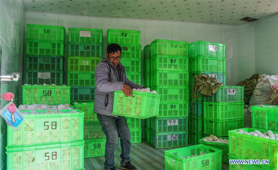 Pepino melon planting industry helps villagers get rid of poverty in SW China's Yunnan