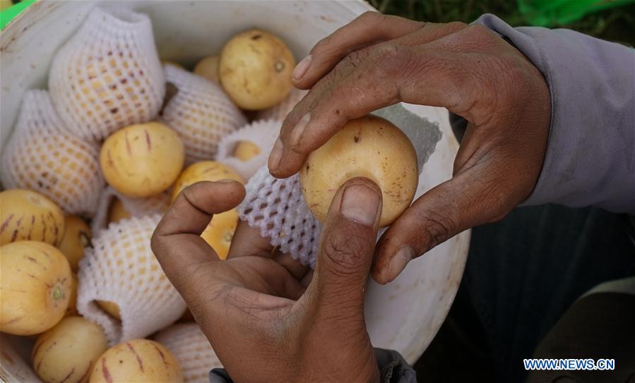 Pepino melon planting industry helps villagers get rid of poverty in SW China's Yunnan