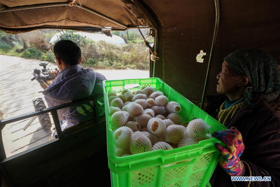 Pepino melon planting industry helps villagers get rid of poverty in SW China's Yunnan