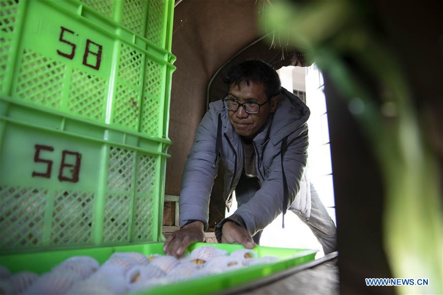 Pepino melon planting industry helps villagers get rid of poverty in SW China's Yunnan