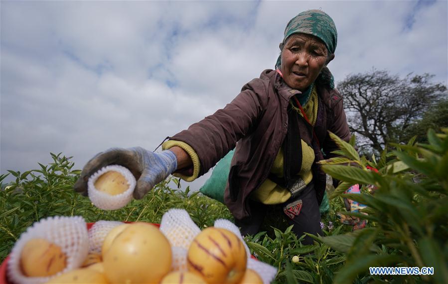 Pepino melon planting industry helps villagers get rid of poverty in SW China's Yunnan