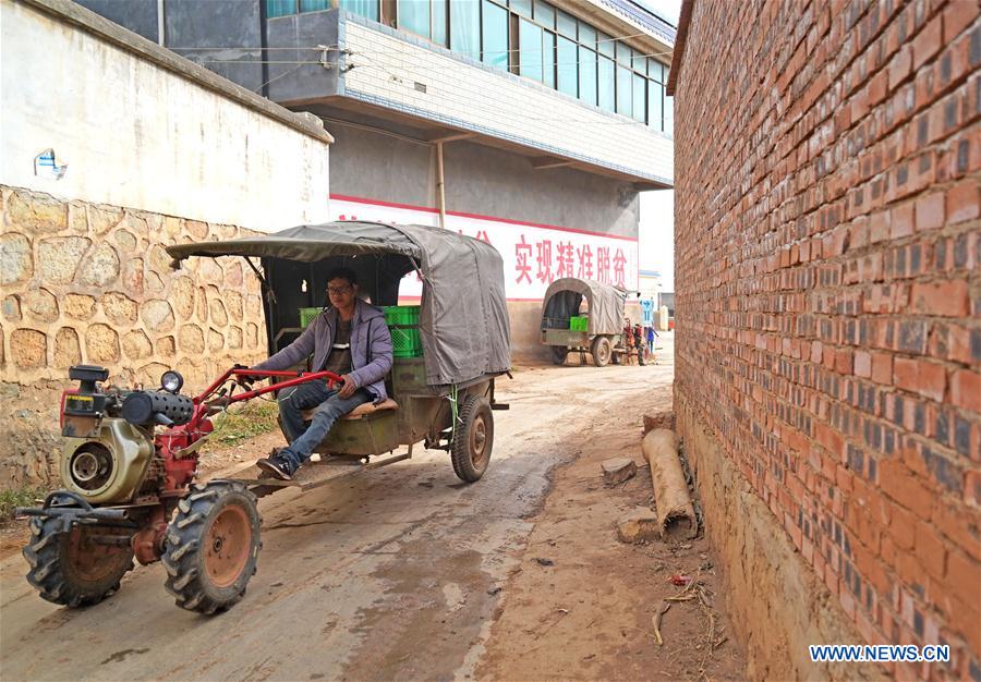 Pepino melon planting industry helps villagers get rid of poverty in SW China's Yunnan