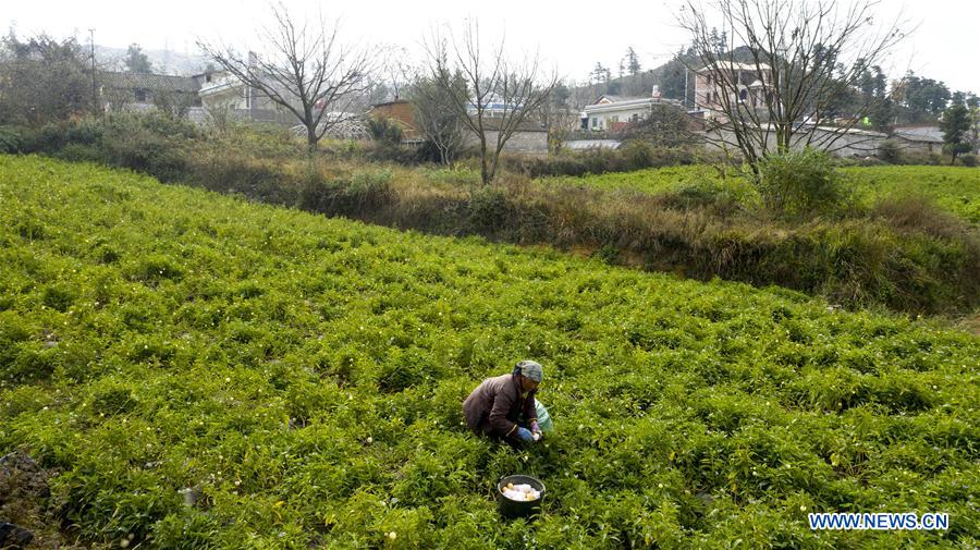 Pepino melon planting industry helps villagers get rid of poverty in SW China's Yunnan