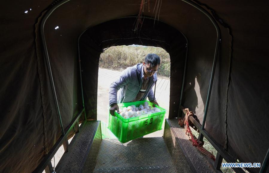 Pepino melon planting industry helps villagers get rid of poverty in SW China's Yunnan