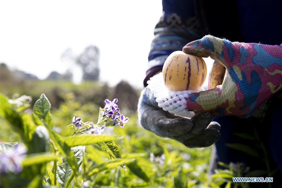 Pepino melon planting industry helps villagers get rid of poverty in SW China's Yunnan