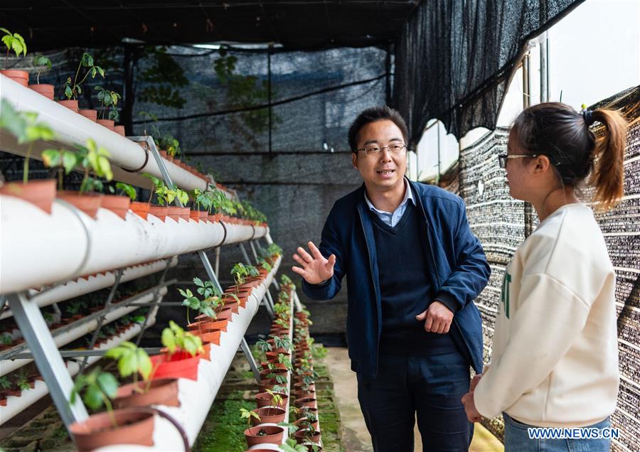 Local government makes efforts to develop panax notoginseng industry in Yunnan