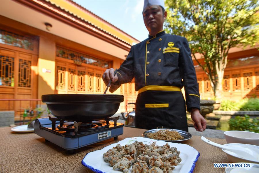 Local government makes efforts to develop panax notoginseng industry in Yunnan