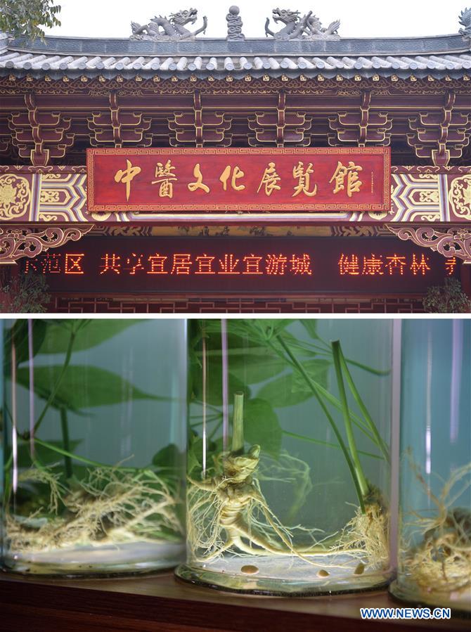 Local government makes efforts to develop panax notoginseng industry in Yunnan