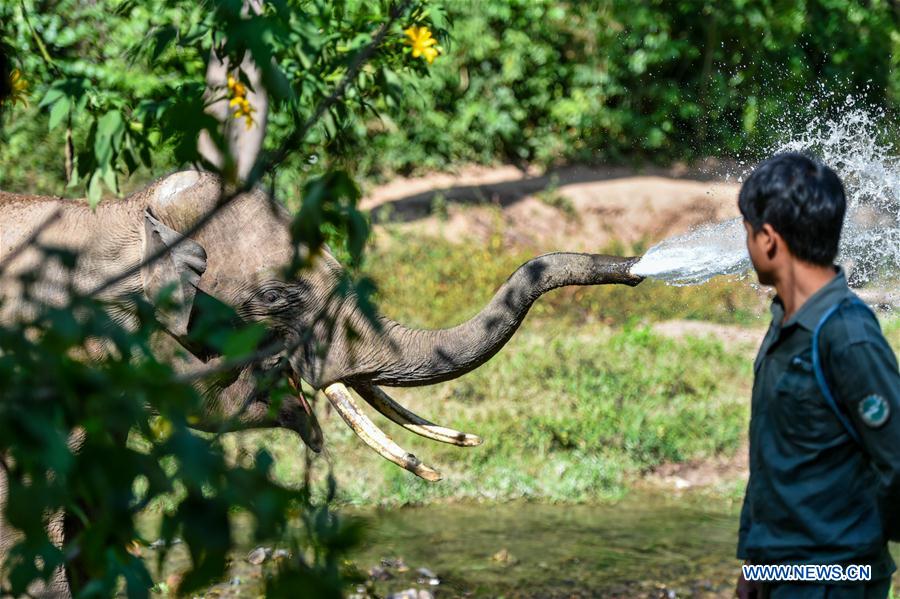 Conservation of Asian elephants in SW China's Yunnan