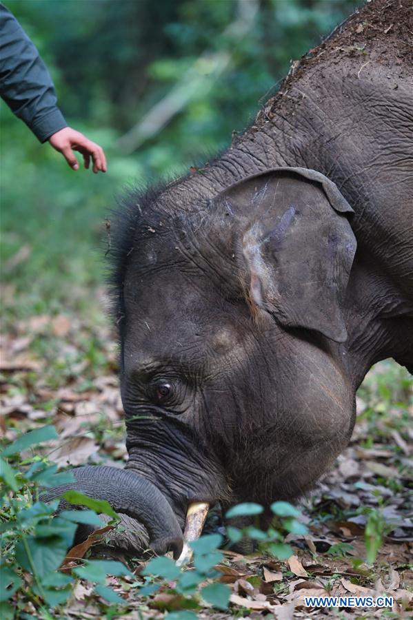 Conservation of Asian elephants in SW China's Yunnan