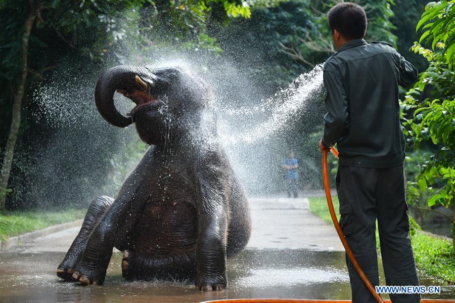 Conservation of Asian elephants in SW China's Yunnan