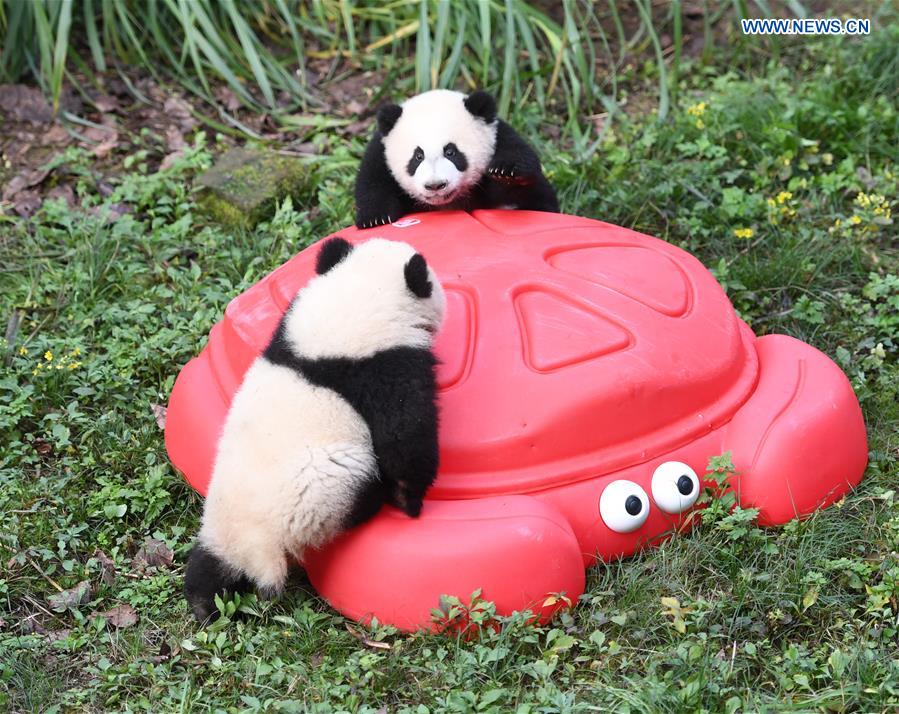 Zoo held half-year-old birthday celebration for four panda cubs in China's Chongqing