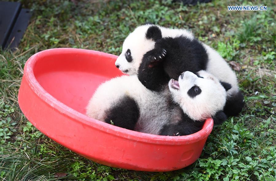 Zoo held half-year-old birthday celebration for four panda cubs in China's Chongqing