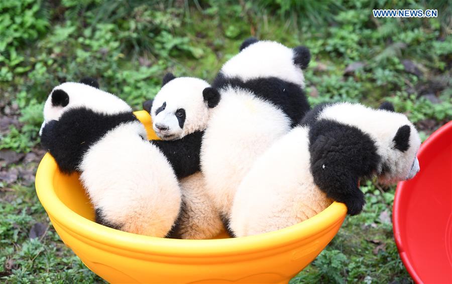 Zoo held half-year-old birthday celebration for four panda cubs in China's Chongqing