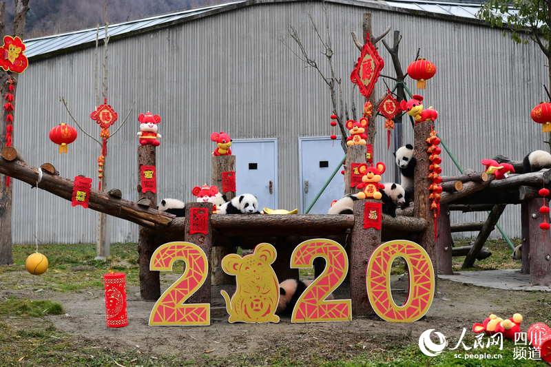 Panda babies send Chinese New Year greetings