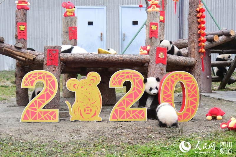 Panda babies send Chinese New Year greetings