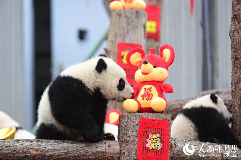 Panda babies send Chinese New Year greetings