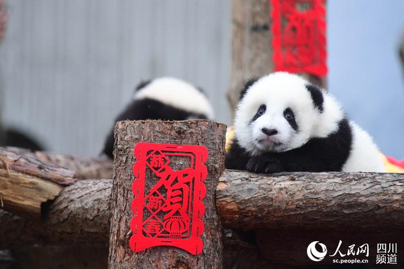 Panda babies send Chinese New Year greetings