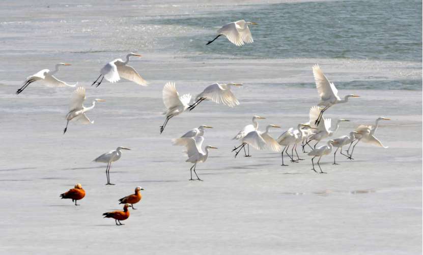 Wetlands thrive in desert in Ningxia’s Yanchi county