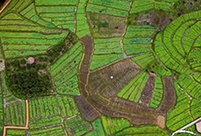 A colorful palette of spring fields in Guangxi