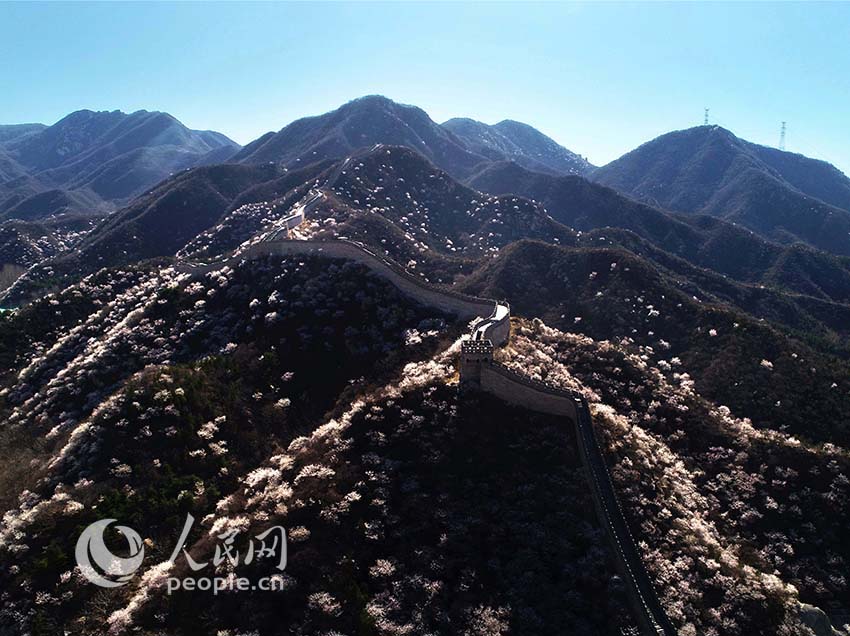 Flowers bloom at Shuiguan Great Wall as spring arrives