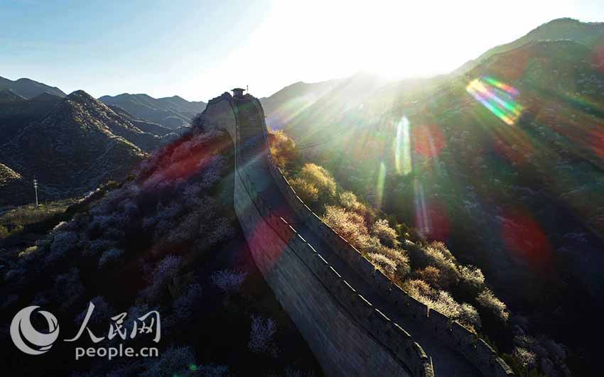 Flowers bloom at Shuiguan Great Wall as spring arrives