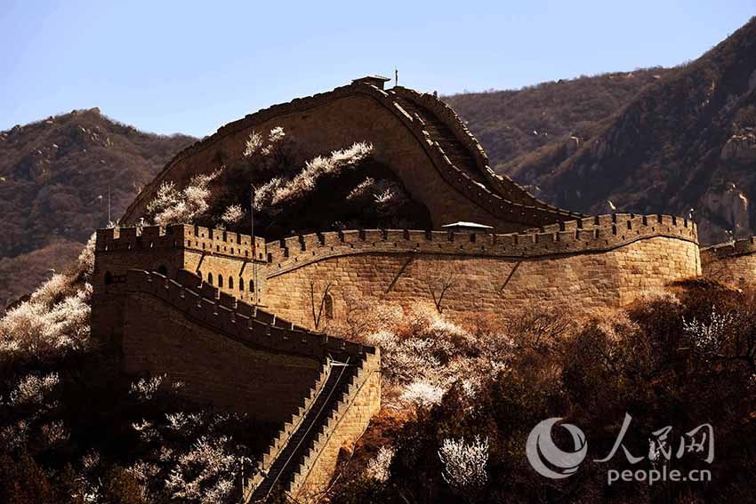 Flowers bloom at Shuiguan Great Wall as spring arrives