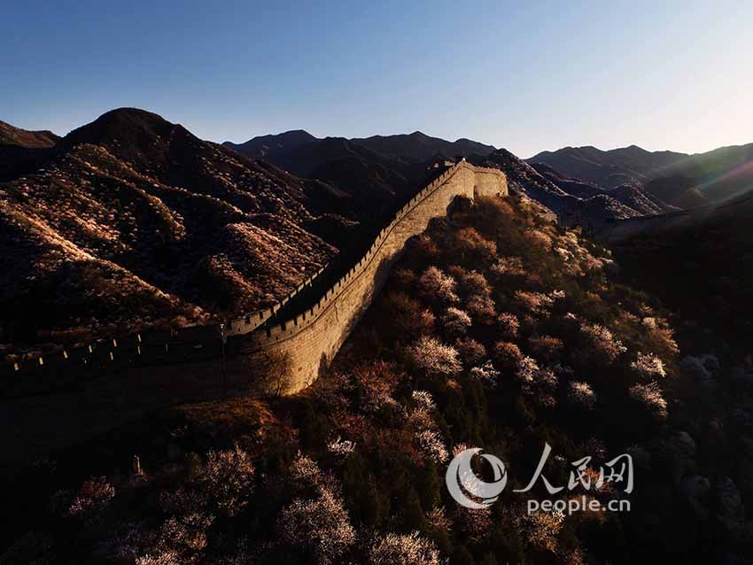 Flowers bloom at Shuiguan Great Wall as spring arrives