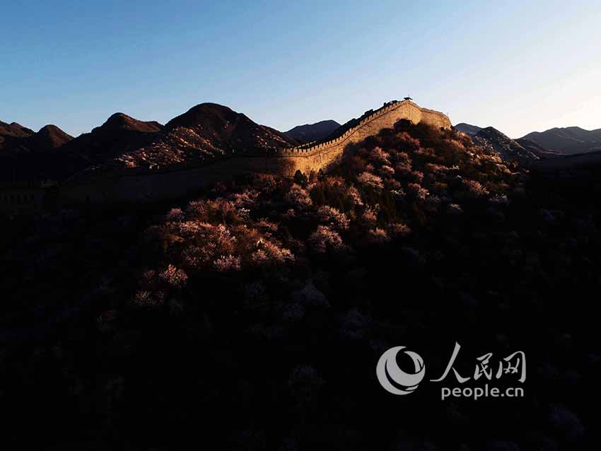 Flowers bloom at Shuiguan Great Wall as spring arrives