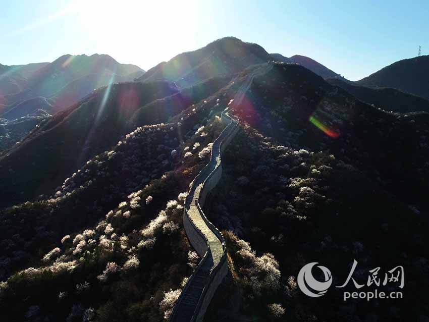 Flowers bloom at Shuiguan Great Wall as spring arrives