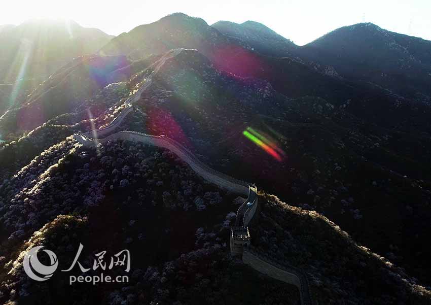 Flowers bloom at Shuiguan Great Wall as spring arrives