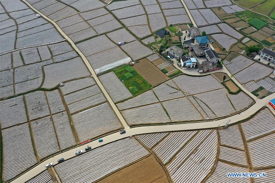 Agricultural production resumed in Guizhou