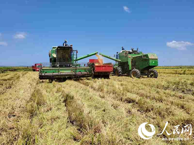 Rice planting project helps Mozambique ensure food supply amid epidemic