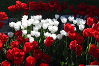 In pics: blooming tulips seen at Altinpark in Turkey