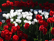 In pics: blooming tulips seen at Altinpark in Turkey