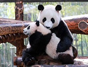 Panda cub meets the public