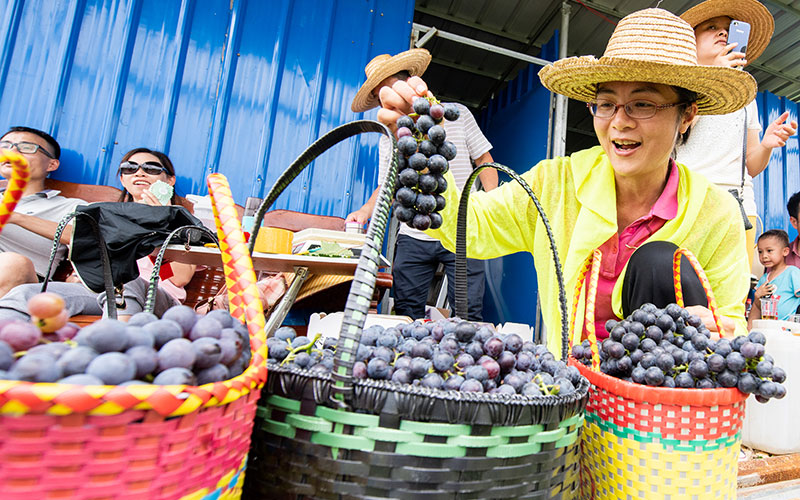 Grape harvest helps alleviate poverty in Guangxi