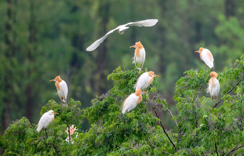 China won’t slacken efforts on ecological, environmental protection