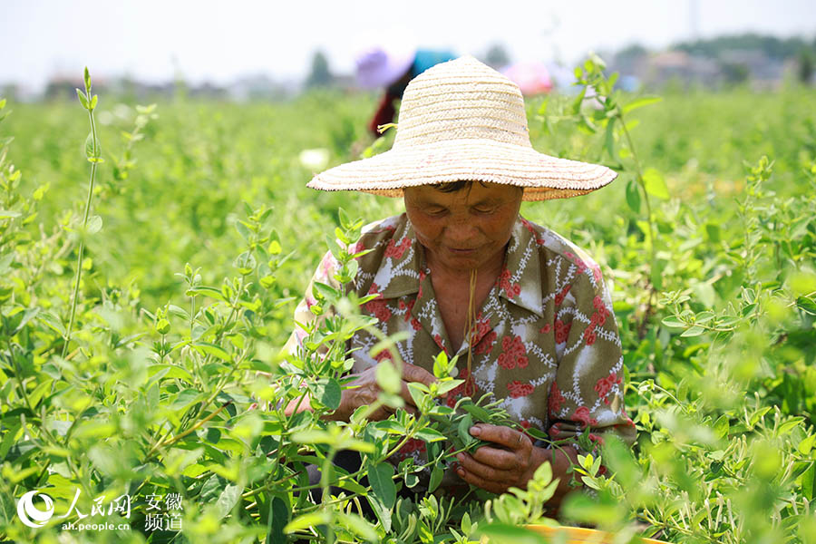 Bengbu city achieves significant results in poverty alleviation with industry development