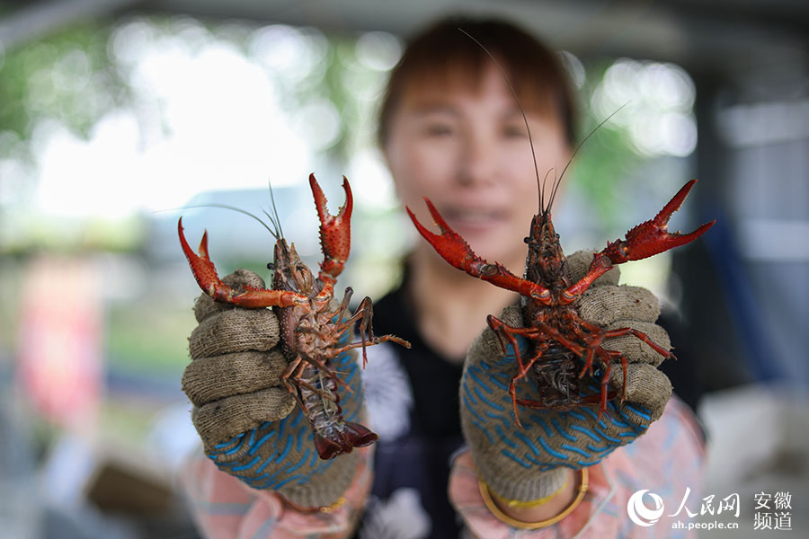 Bengbu city achieves significant results in poverty alleviation with industry development