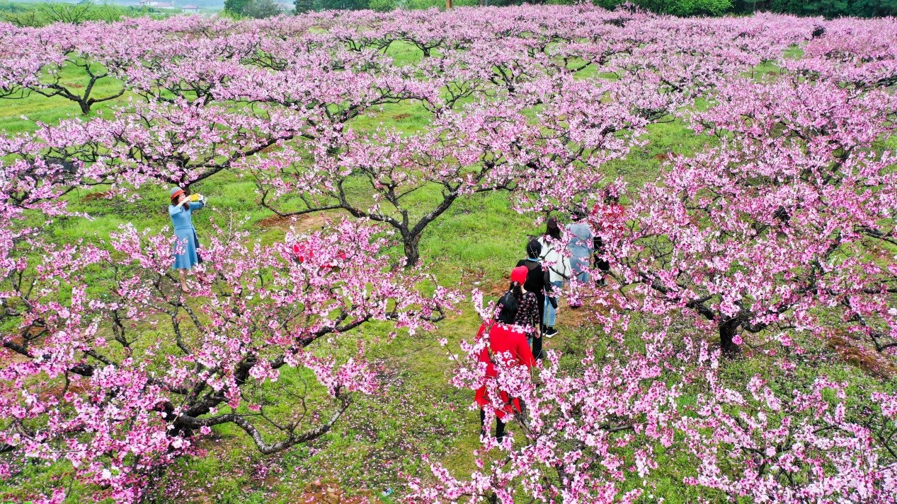 Eco-friendly peach orchards in E China’s Jiangsu province become money-spinner