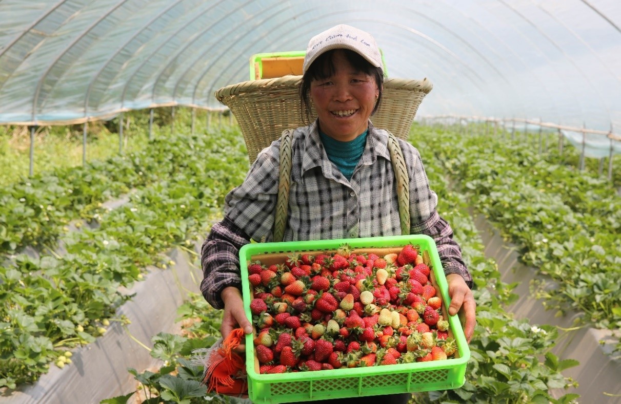 New oat varieties alleviating poverty in SW China's Wumeng Mountain range