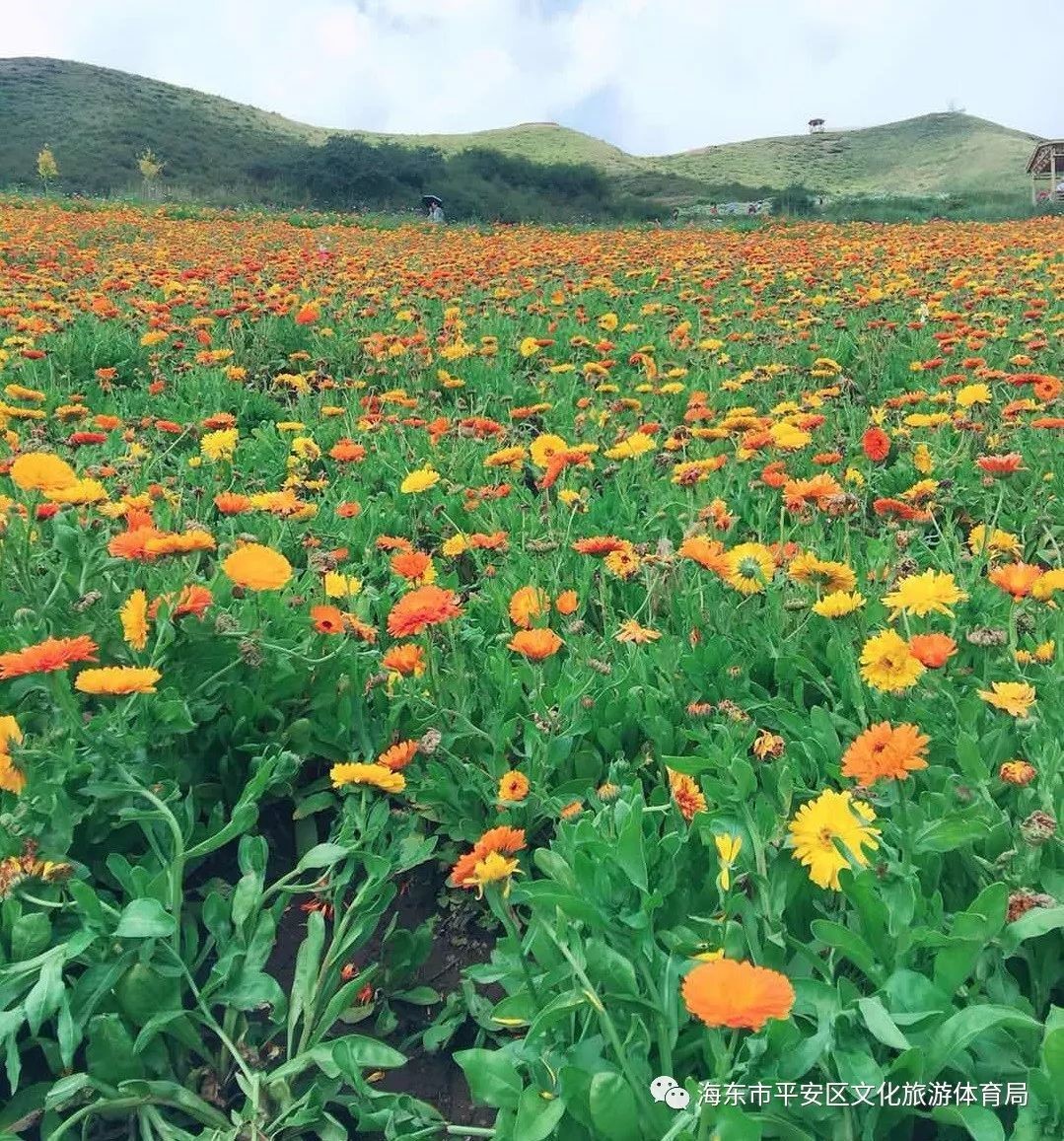 Rural tourism helps village in Northwest China shake off poverty