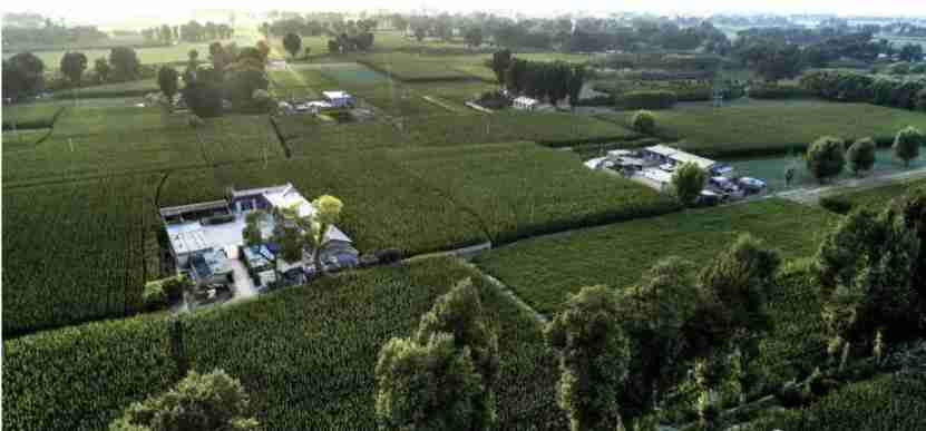 Chinese people make desert disappear by planting trees in afforestation efforts