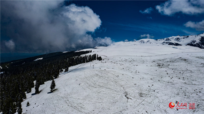 Snowfall turns Xinjiang grasslands into picturesque wonderland