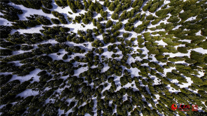 Snowfall turns Xinjiang grasslands into picturesque wonderland